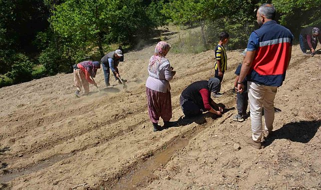 Tavşanlı'da 'Ölmez otu' fide teslimi ve dikim işleri yapıldı