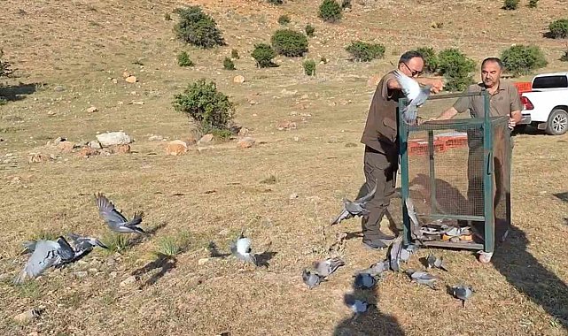 Tedavileri yapılan güvercinler doğaya yeniden salındı