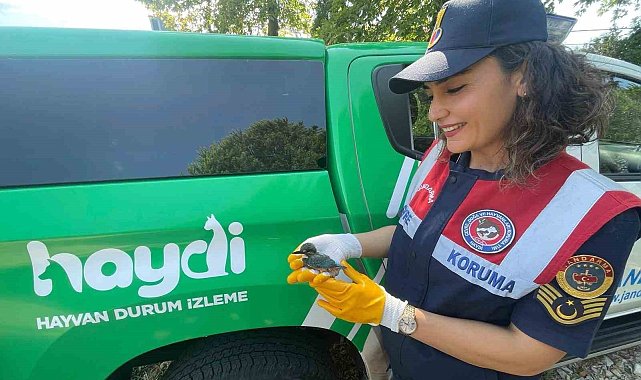 Tedavisinin ardından doğaya salındı