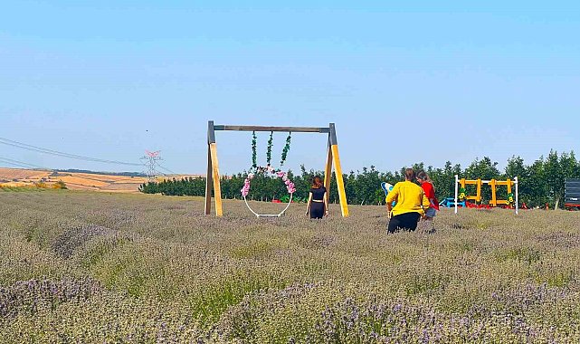 Tekirdağ 4'üncü Lavanta Günleri başlıyor