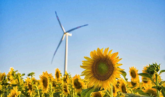 Tekirdağ'da ayçiçeği tarlalarından görsel şölen