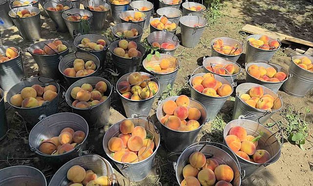 Tescilli Bursa şeftalisi hasadı başladı