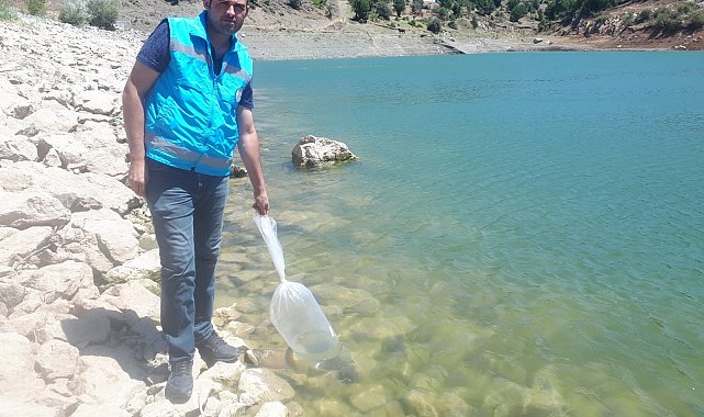 Tokat'ta göletler pullu sazanla canlanacak