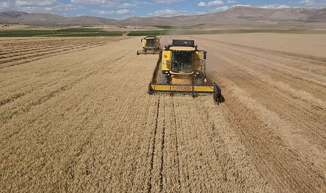 Tomarza'da hububat hasat zamanı başladı