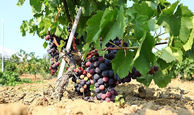 Trakya İlkeren üzümünün hasadı başladı