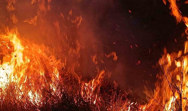Tunceli&#039;de otluk ve ağaçlık alanda yangın