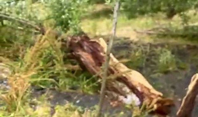 Tunceli&#039;de şiddetli rüzgar hayatı felç etti