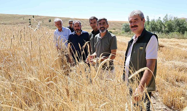 Türkiye'nin tahıl ambarında hasat erken başladı, rekolte yüz güldürdü