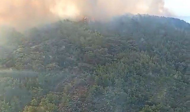 Urla'da orman yangını