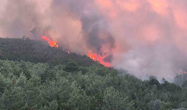 Uşak'ta ormanlık alandaki çıkan yangına müdahale devam ediyor