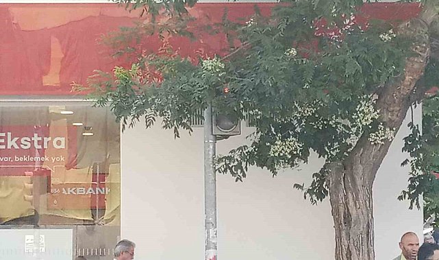 Uzayan ağaç dalları trafik lambasının önünü kapattı