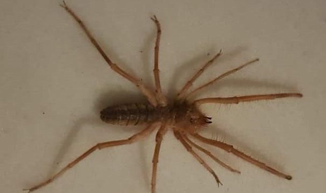 Uzmanlardan "sarı kız örümceğini öldürmeyin" uyarısı