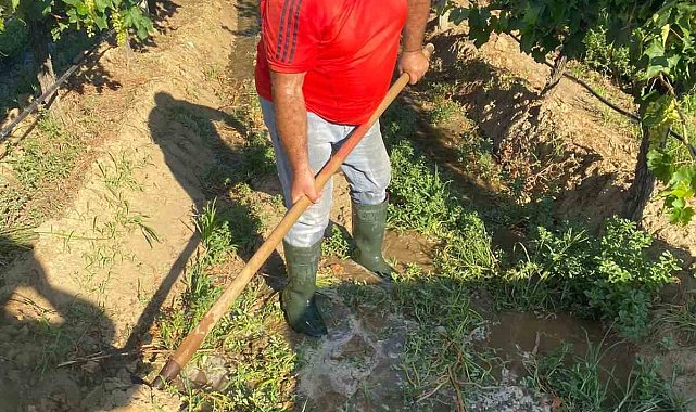 Üzum bağlarında hummalı çalışma