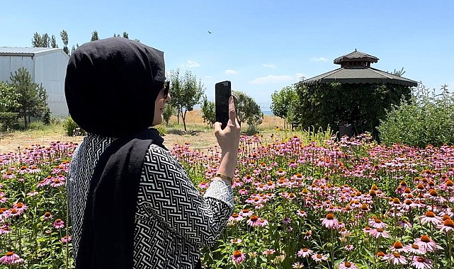 Van'da tıbbi bitkiler, doğal fotoğraf stüdyosuna döndü