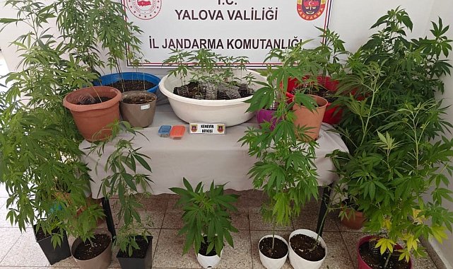 Yalova'da evinin terasında kenevir yetiştiren şüpheli yakalandı