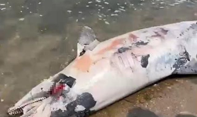 Yalova'da ölü yunus kıyıya vurdu
