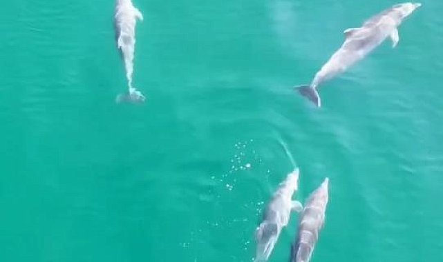 Yalova'da yunusların görsel şöleni dronla görüntülendi
