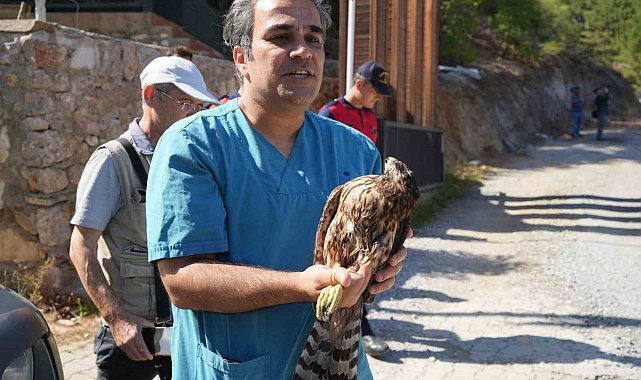 Yaralı bulunan kızıl şahin tedavisinden sonra Kazdağları'na salıverildi