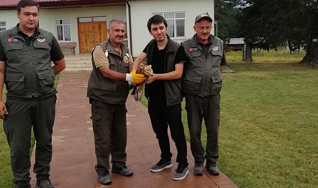 Yaralı şahine ilk müdahale ormancılardan
