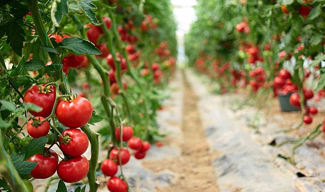Yaş meyve sebze ve meyve sebze mamulleri ihracatı 6 ayda 3 milyar doları aştı