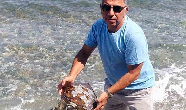 Yavru Deniz kaplumbağa ölüsü kıyıya vurdu