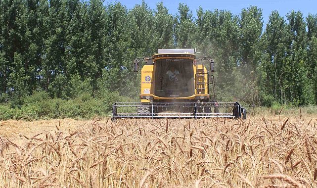 Yerli tohum 'Taner' Pazar'da çiftçilerin umudu oldu