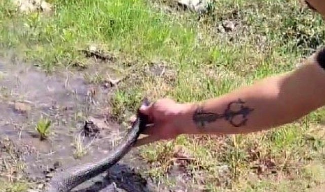 Yılancı Kemal'in yakaladığı yılana nasihat verdiği anlar tebessüm ettirdi