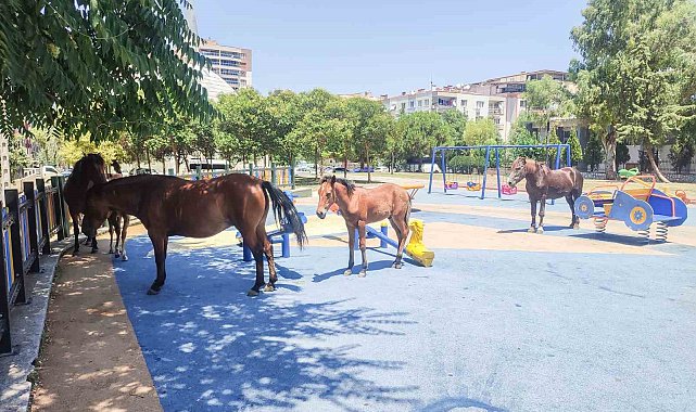 Yılkı atları çocuk parkını sevdi