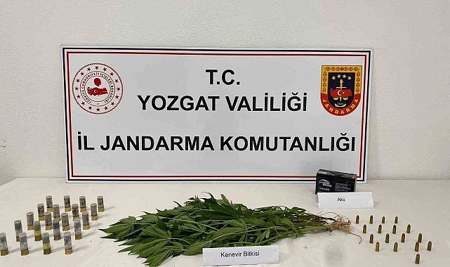Yozgat'ta 14 kök kenevir ele geçirildi