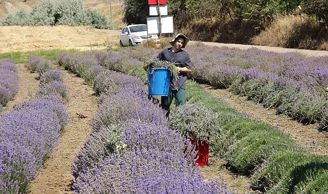 Yozgat'ta hububata alternatif olarak ekilen lavanta üreticinin gözdesi oldu