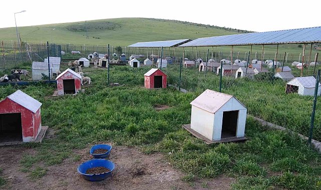 Yozgat'ta sokak hayvanları için "Evcil Köy" kuruluyor