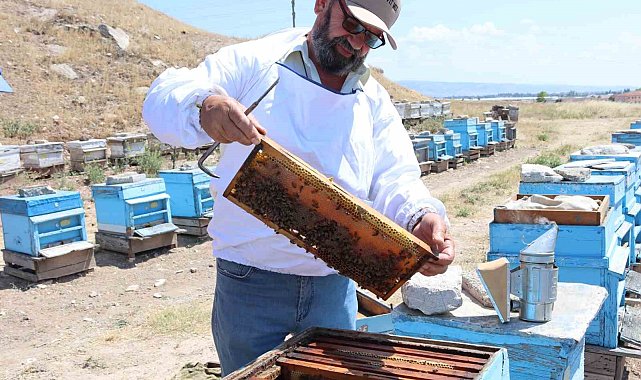 Yükselen hava sıcaklıkları bal üretiminde verimi düşürdü