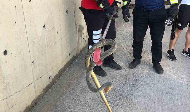 Zonguldak&#039;ta 2 metrelik yılan otoparkta paniğe neden oldu