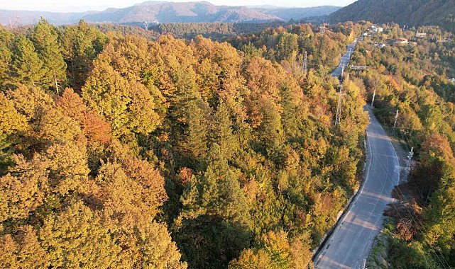 Zonguldak'ta ormanlara girişler yasaklandı