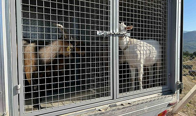 2 gündür sulama göletinde mahsur kalan 6 küçükbaş hayvan ve bir köpek itfaiye ekiplerince kurtarıldı