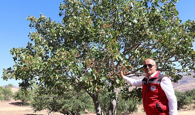 'Sivas'ta yetişmez' denilen ürünler meyvelerini verdi, Antep fıstığı Sivas'ı sevdi