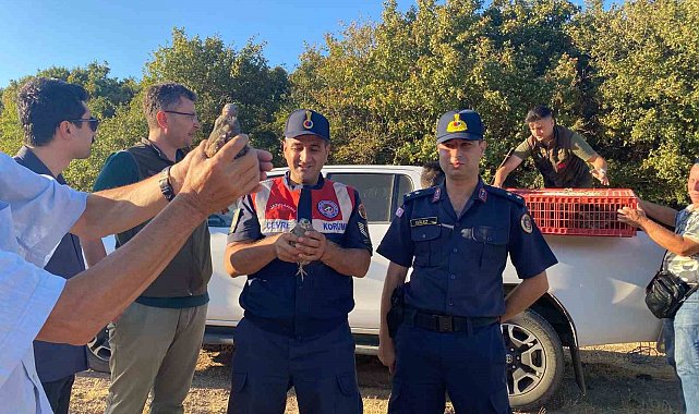 600 keklik doğaya salındı