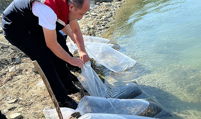 750 bin sazan yavrusu Tekirdağ'daki göletlere bırakılacak