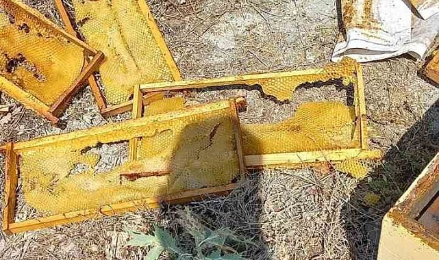 Acıkan ayı arı kovanlarını parçaladı