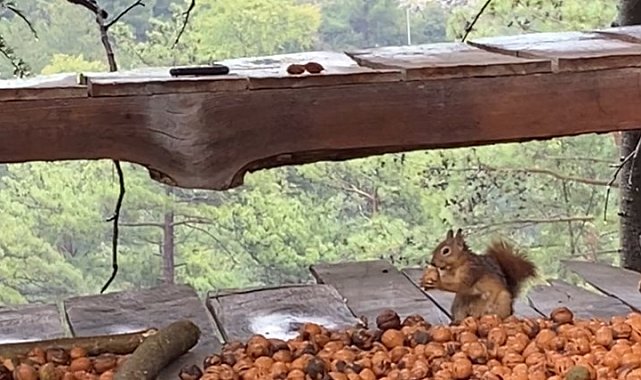 Adana'da ceviz hasadı başladı