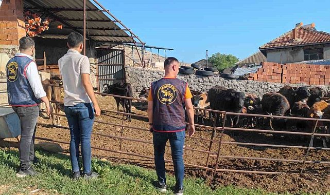 Afyonkarahisar'da çalınan büyükbaş hayvanlar Isparta'da bulundu