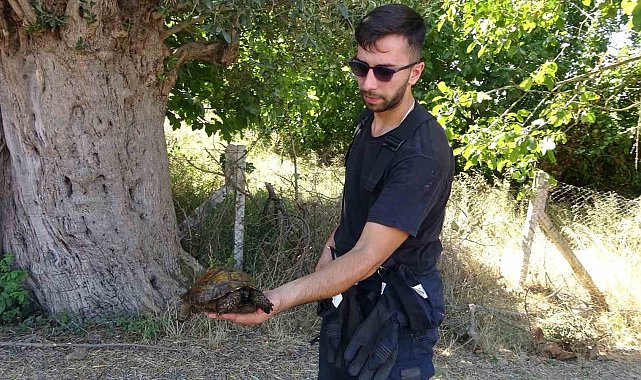 Ağaçlık alanda çıkan yangında itfaiye eri kaplumbağayı yanmaktan böyle kurtardı