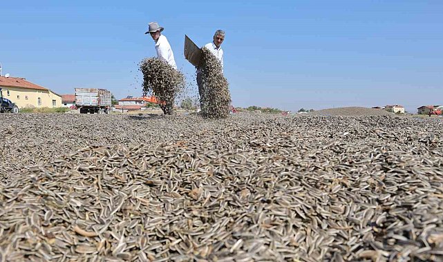 Aksaray'da hasat edilen ay çekirdekleri kuruması için araziye serildi