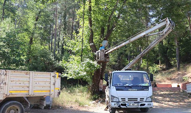 Alanya Belediyesi'nden doğa mirası ağaçlara bakım ve rehabilitasyon