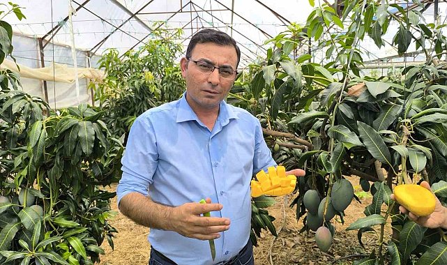 Alanya'da mango hasadı başladı