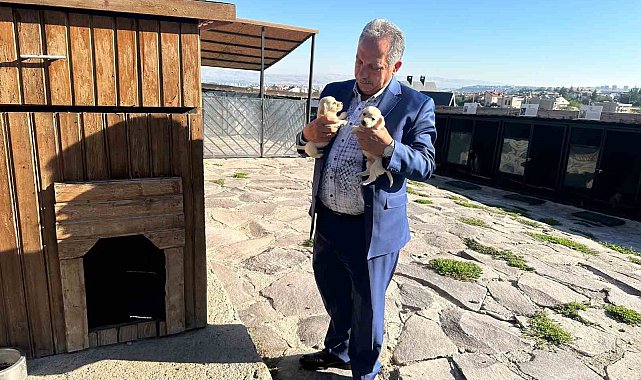 Ali Dağı Mini Çiftliğin sevimli patileri