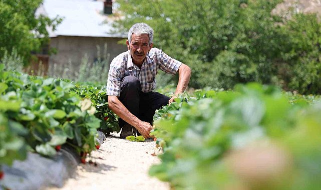 Almanya'dan öğrendiği sırlarla organik çilek üretiyor