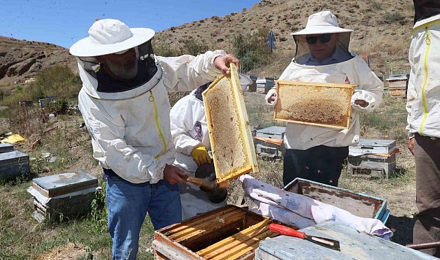 Altın sıvıda hasat başladı