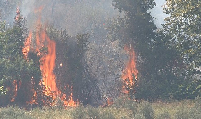 Altınözü'nde çıkan zeytinlik yangını itfaiye ekiplerin müdahalesiyle söndürüldü