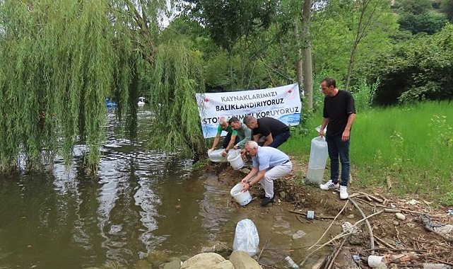 Amasya'da üretilen yavru sazanlar Trabzon'da göllere bırakıldı